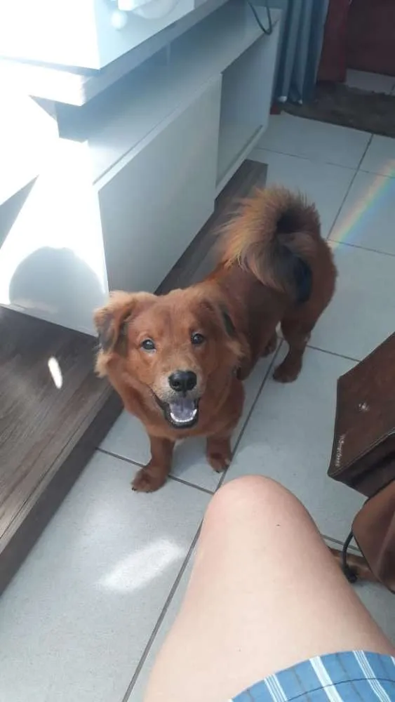 Cachorro ra a Mistura de Chow Chow/ Salsicha idade 7 a 11 meses nome Simba