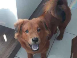 Cachorro raça Mistura de Chow Chow/ Salsicha idade 7 a 11 meses nome Simba