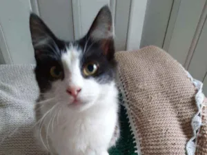 Gato raça srd idade 2 a 6 meses nome Rabino 