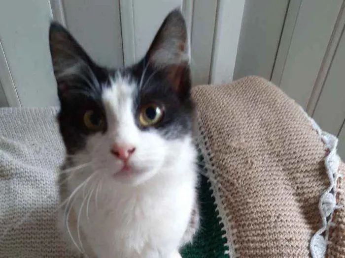 Gato ra a srd idade 2 a 6 meses nome Rabino 