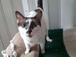 Gato raça srd  idade 1 ano nome Coca cola 