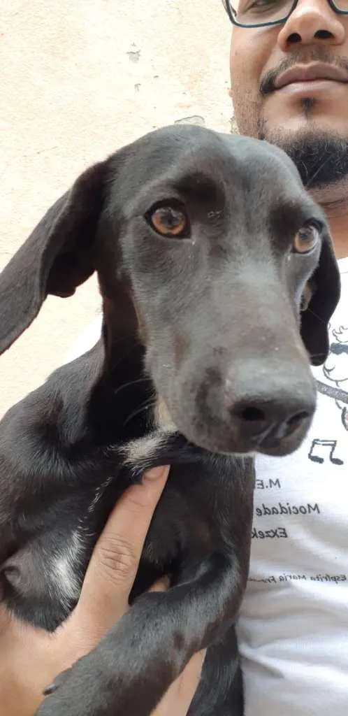 Cachorro raça SRD idade 7 a 11 meses nome Luna
