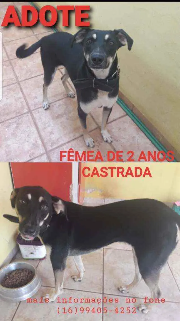 Cachorro ra a Sem raça  idade 2 anos nome Funny