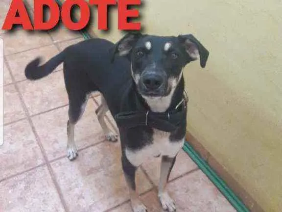 Cachorro ra a Sem raça  idade 2 anos nome Funny