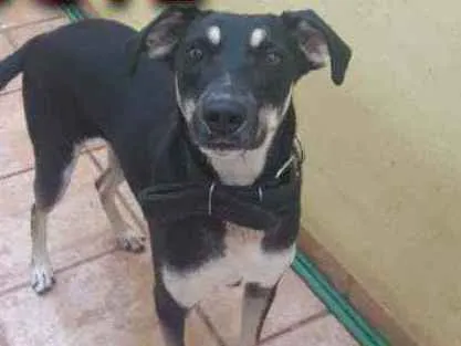 Cachorro ra a Sem raça  idade 2 anos nome Funny