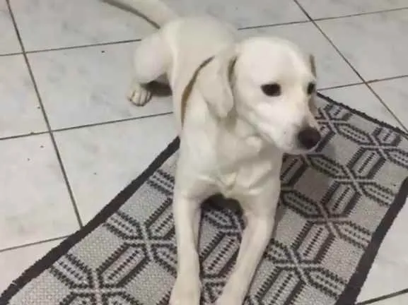 Cachorro ra a Golden com Viralata idade 4 anos nome Jhob