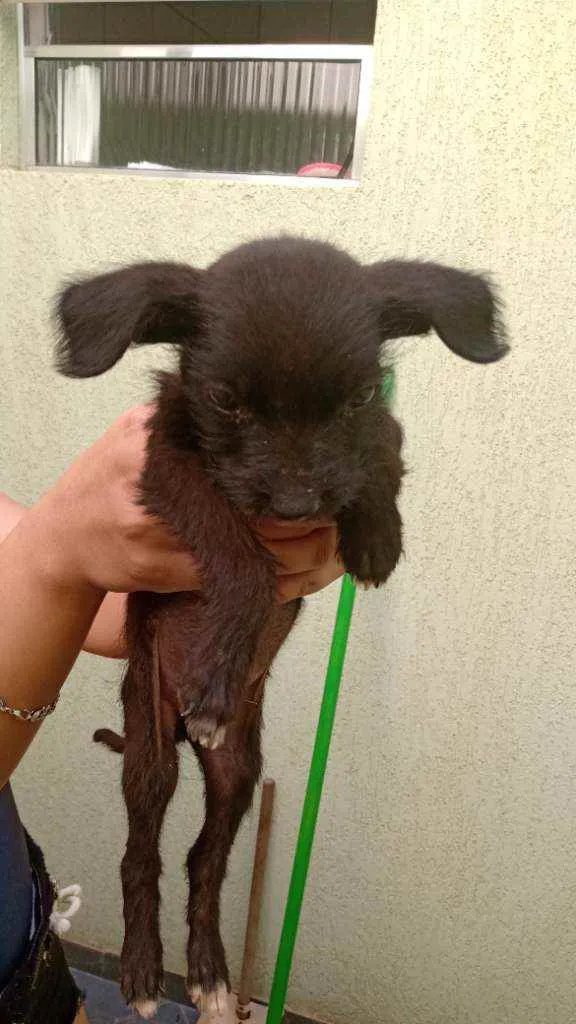 Cachorro ra a Não sei idade Abaixo de 2 meses nome Não tem 