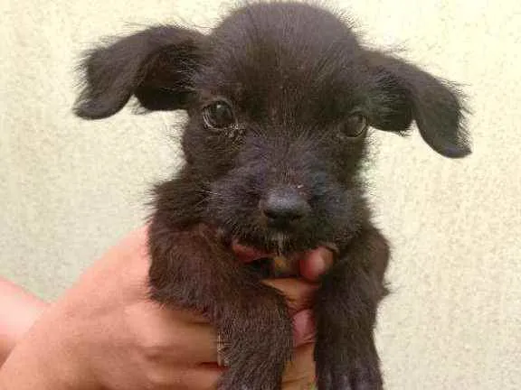 Cachorro ra a Não sei idade Abaixo de 2 meses nome Não tem 