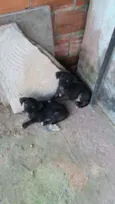 Falcão e safira 