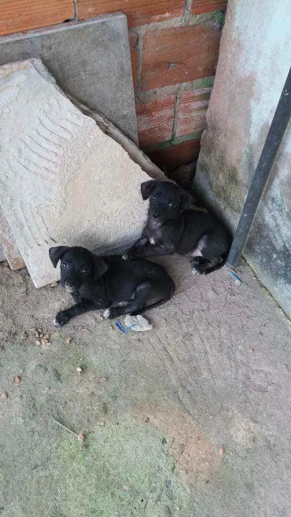 Cachorro raça Não tem raça  idade 2 a 6 meses nome Falcão e safira 
