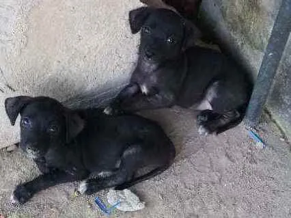 Cachorro raça Não tem raça  idade 2 a 6 meses nome Falcão e safira 