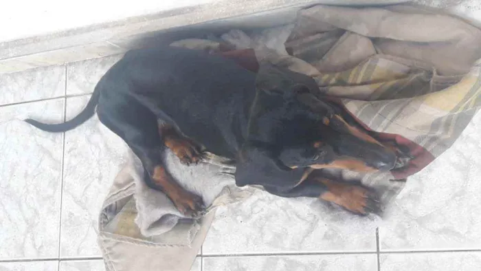 Cachorro raça Salsicha  idade 1 ano nome Salsicha 