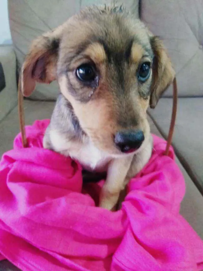 Cachorro raça SRD idade 2 a 6 meses nome Bebês Tati
