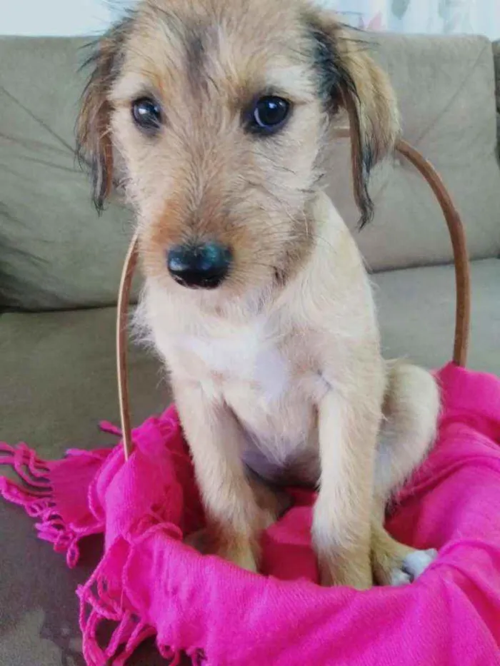 Cachorro raça SRD idade 2 a 6 meses nome Bebês Tati