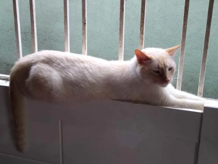 Gato ra a Siamês red point  idade 1 ano nome Pepe lindo e bonzinh