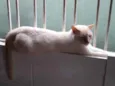 Pepe lindo e bonzinh