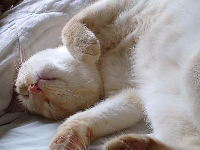Gato ra a Siamês red point  idade 1 ano nome Pepe lindo e bonzinh