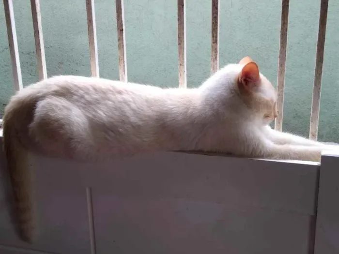 Gato ra a Siamês red point  idade 1 ano nome Pepe lindo e bonzinh
