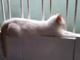 Pepe lindo e bonzinh