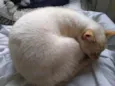 Pepe lindo e bonzinh