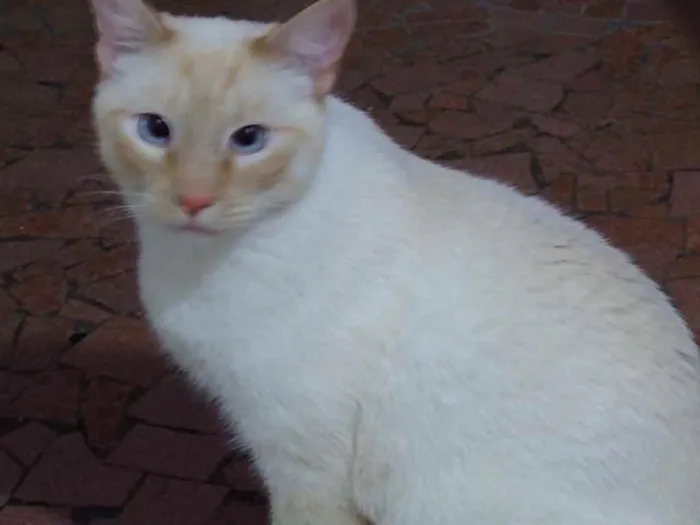 Gato ra a Siamês red point  idade 1 ano nome Pepe lindo e bonzinh