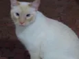 Pepe lindo e bonzinh
