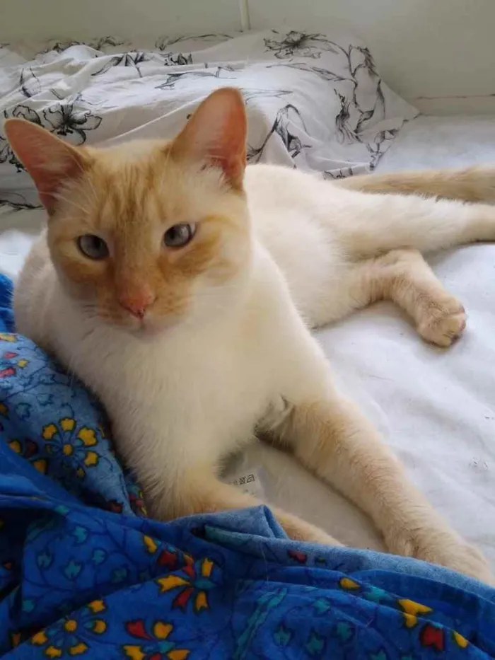 Gato ra a Siamês red point  idade 1 ano nome Pepe lindo e bonzinh