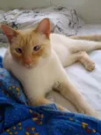 Pepe lindo e bonzinh