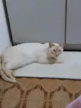 Pepe lindo e bonzinh