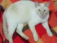 Pepe lindo e bonzinh