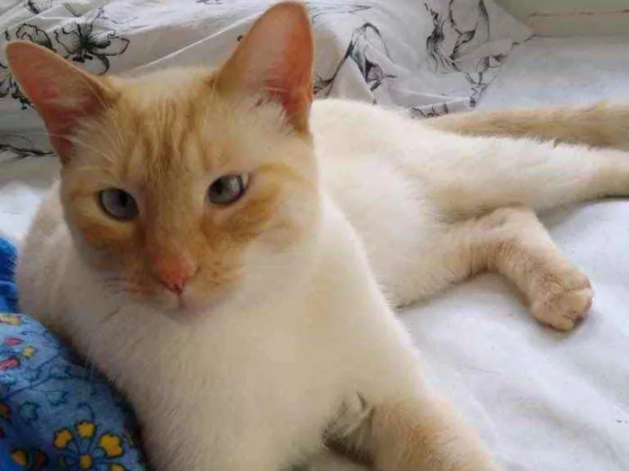 Gato ra a Siamês red point  idade 1 ano nome Pepe lindo e bonzinh