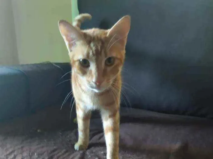 Gato ra a Vira-lata idade 7 a 11 meses nome Não tem