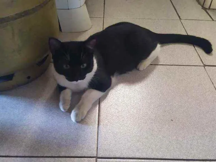 Gato ra a Vira-lata idade 7 a 11 meses nome Não tem