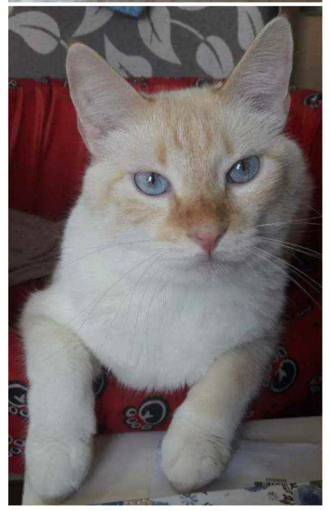 Gato raça   idade 4 anos nome Floquinho 