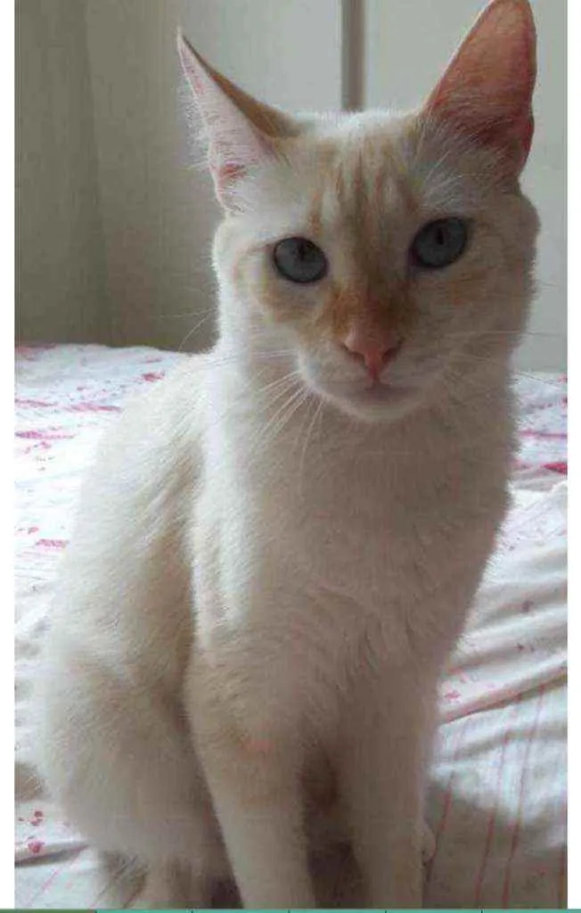 Gato raça   idade 4 anos nome Floquinho 