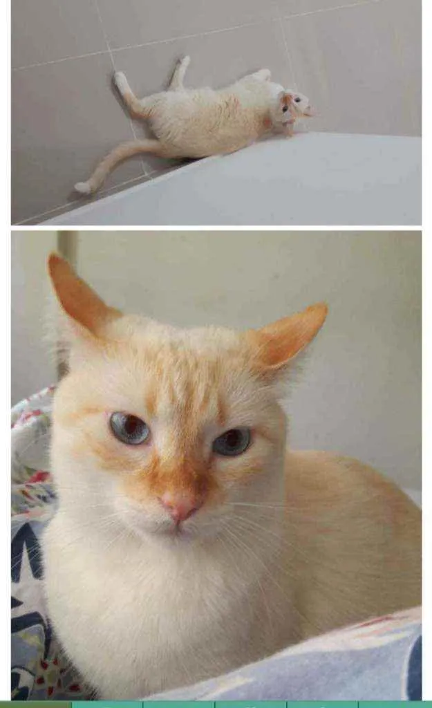 Gato raça   idade 4 anos nome Floquinho 