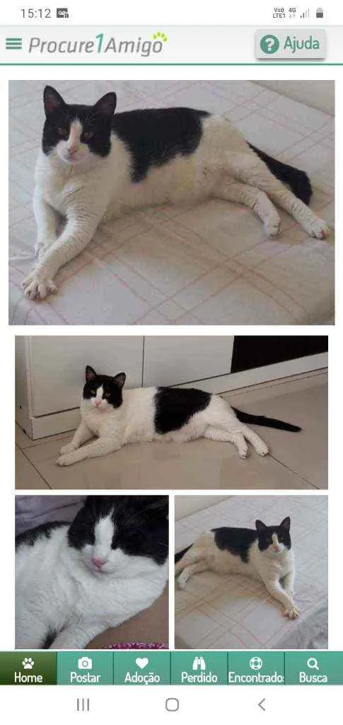 Gato ra a  idade 6 ou mais anos nome Thuco