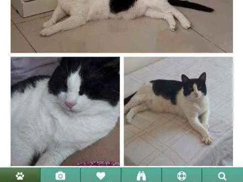 Gato ra a  idade 6 ou mais anos nome Thuco