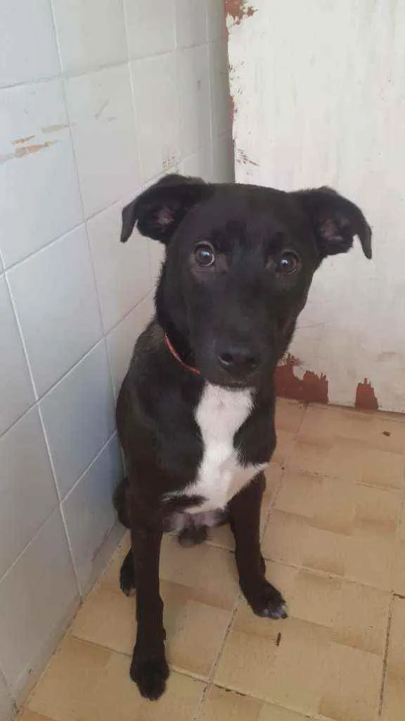Cachorro ra a SRD idade 7 a 11 meses nome Enki