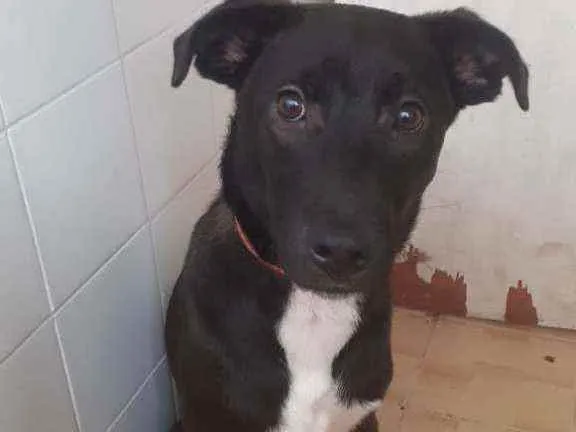 Cachorro ra a SRD idade 7 a 11 meses nome Enki