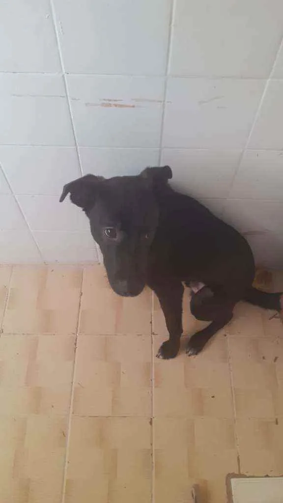 Cachorro ra a SRD idade 7 a 11 meses nome Enki