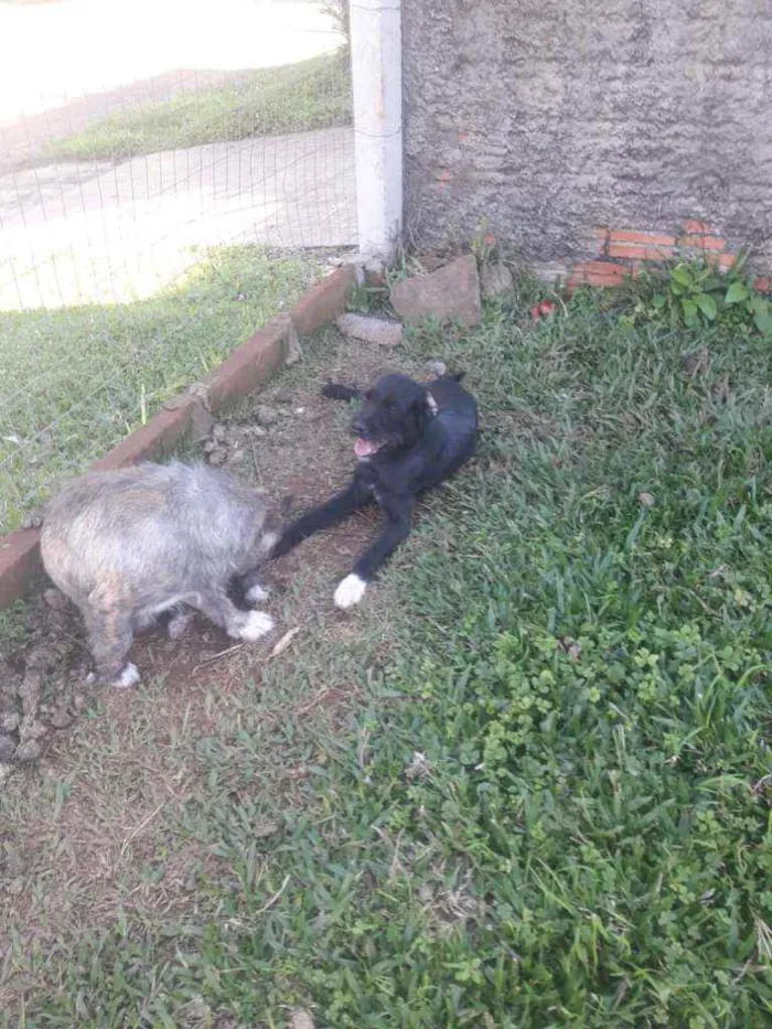 Cachorro ra a Sem raça definida idade 2 anos nome Rebaixado