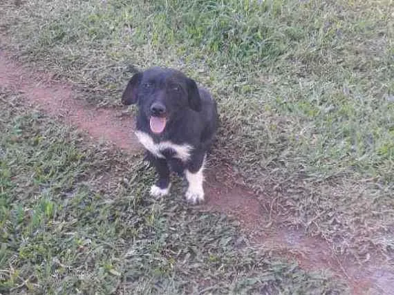 Cachorro ra a Sem raça definida idade 2 anos nome Rebaixado