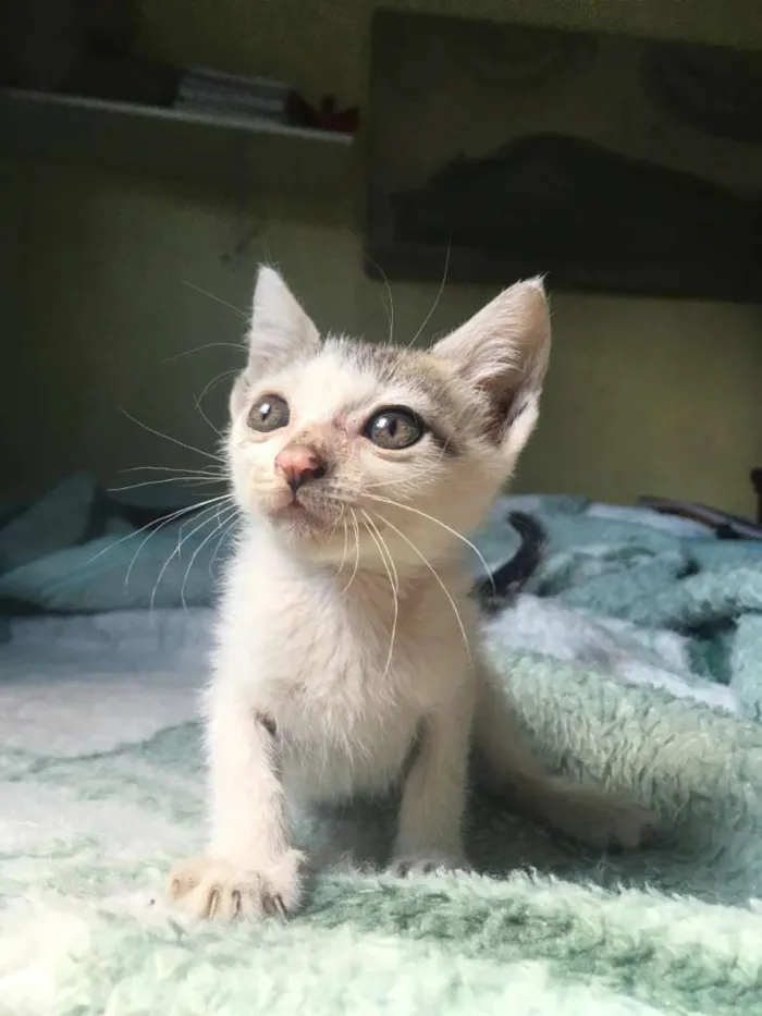 Gato ra a SRD idade Abaixo de 2 meses nome Nina, Tica e Teca