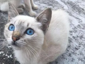 Gato raça SRD idade Abaixo de 2 meses nome Nina, Tica e Teca