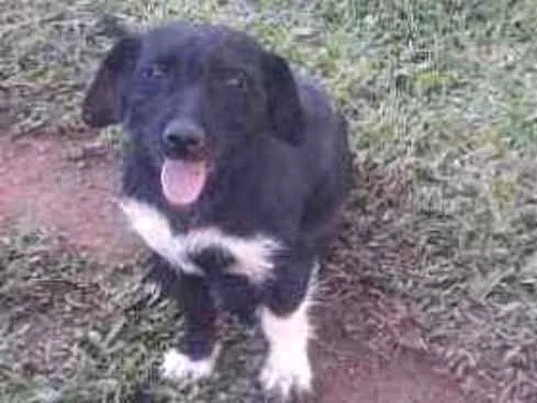 Cachorro ra a Sem raça definida idade 2 anos nome Rebaixado