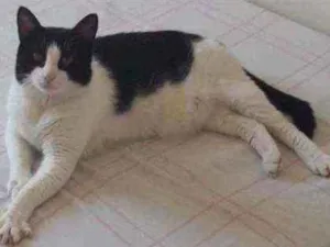 Gato raça  idade 6 ou mais anos nome Thuco