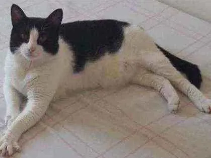 Gato ra a  idade 6 ou mais anos nome Thuco
