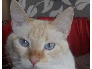 Gato raça   idade 4 anos nome Floquinho 