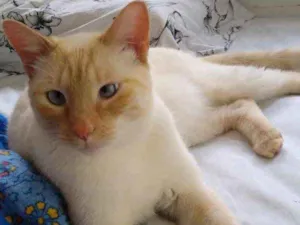 Gato raça Siamês red point  idade 1 ano nome Pepe lindo e bonzinh